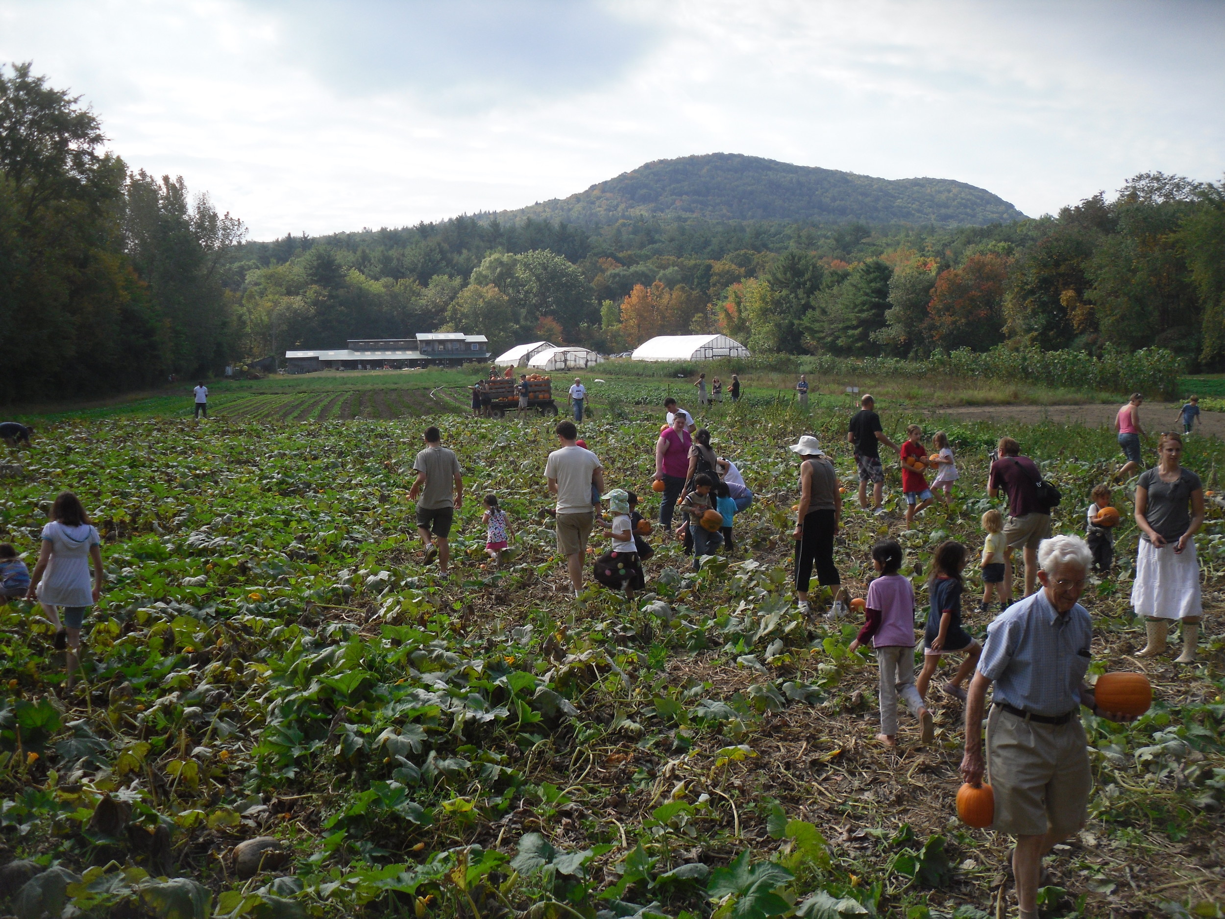 PumpkinHarvest.jpg