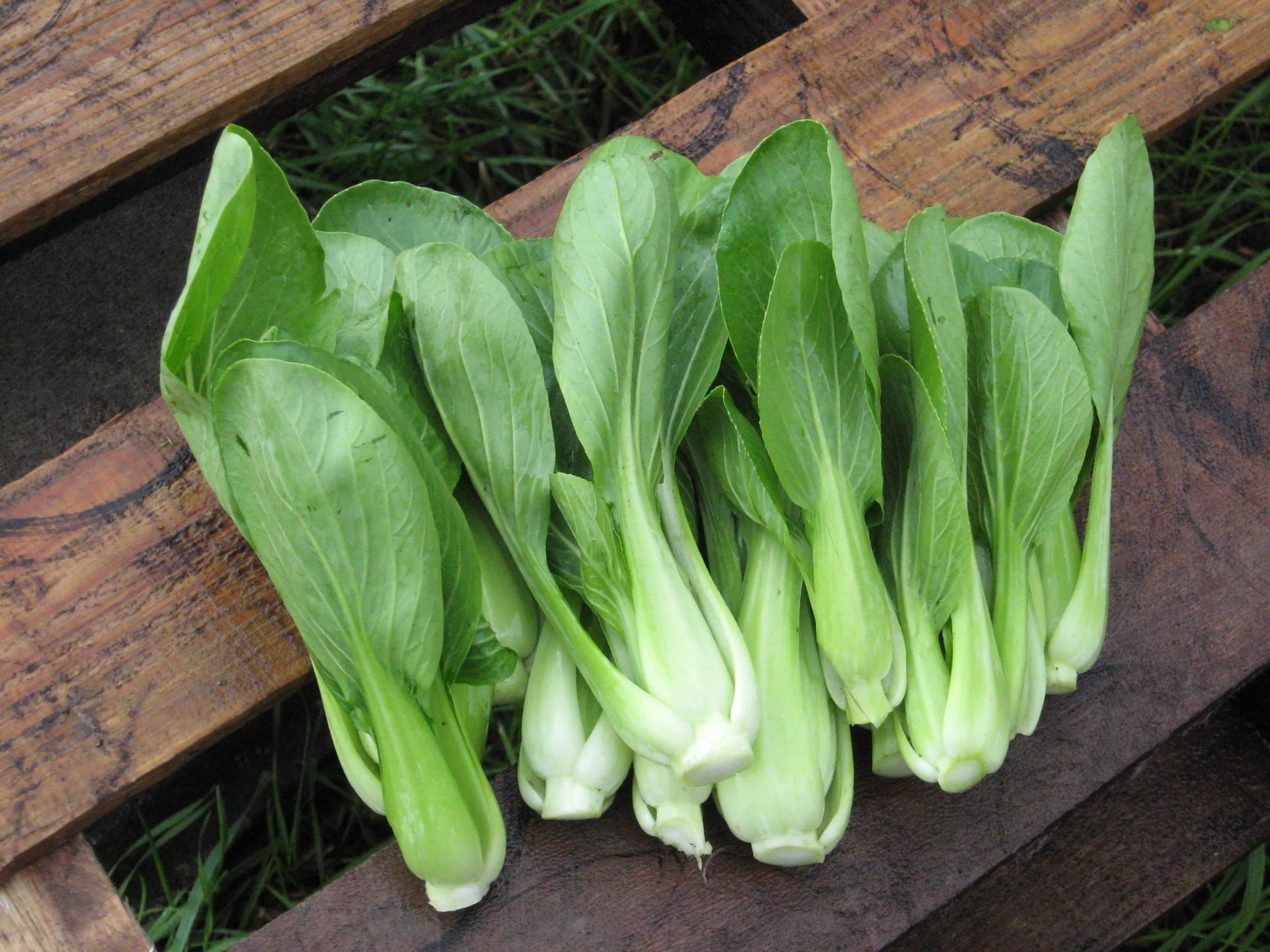 bok choy.jpg