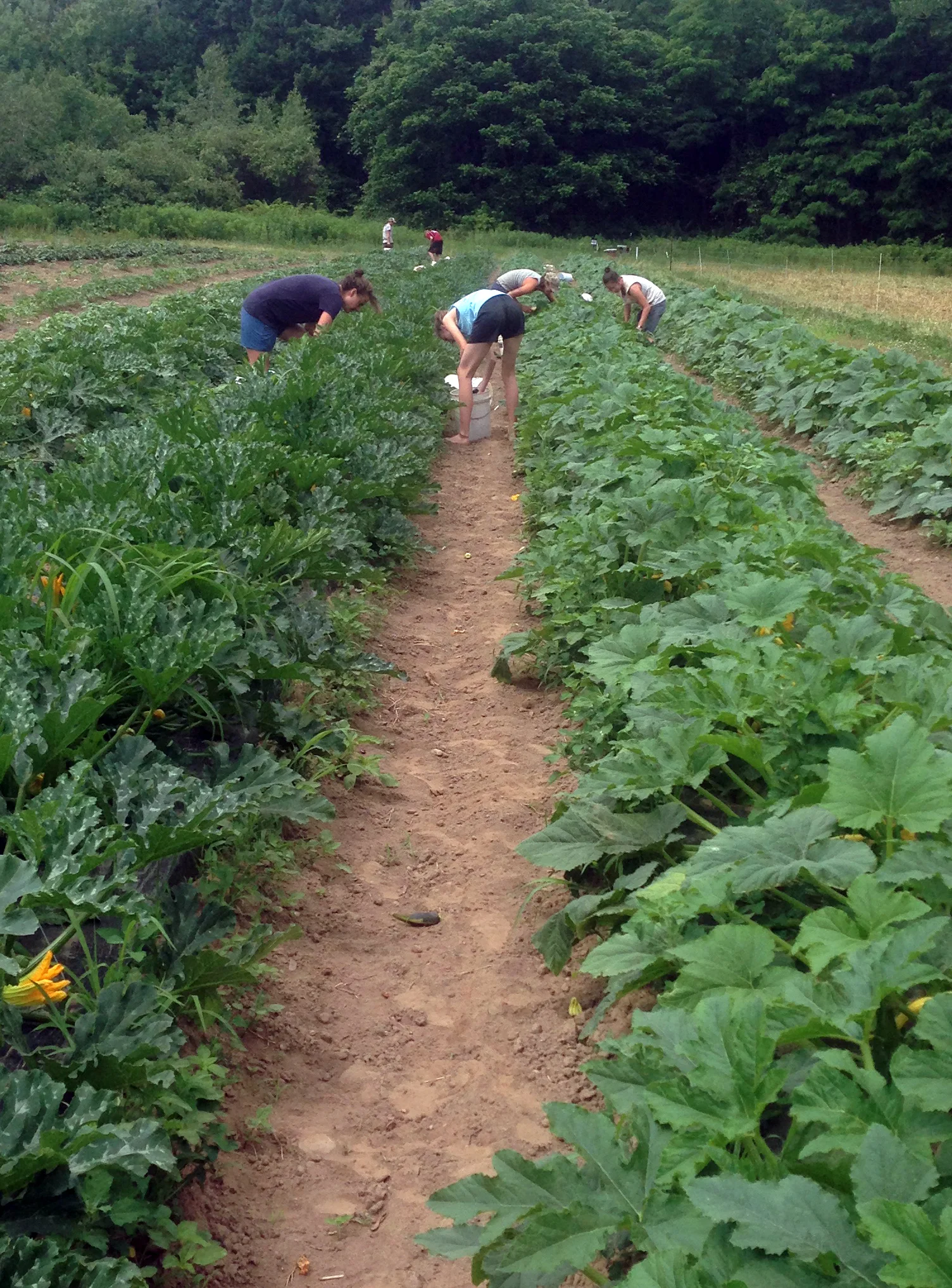 The Main Event: The Squash Harvest!!