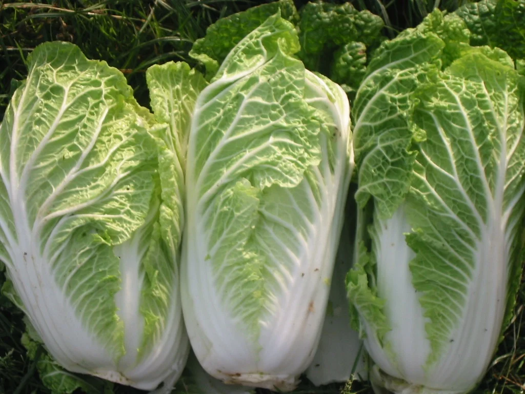 ChineseCabbage.jpg