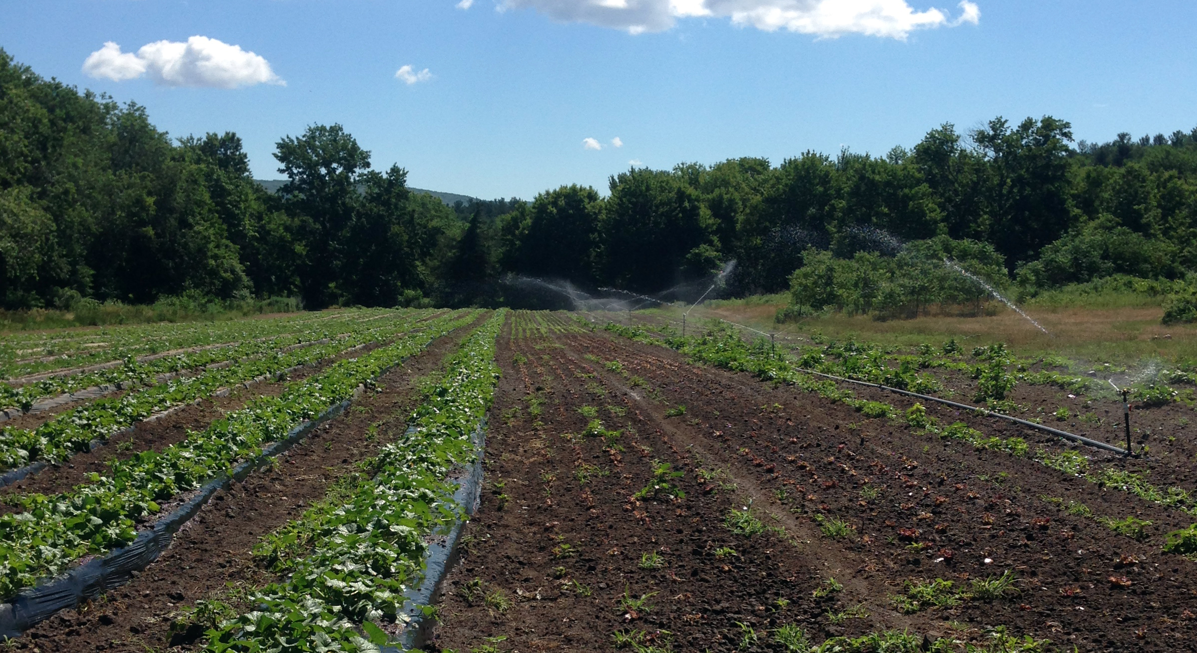 Keeping the water flowing in the newly-planted lettuce, cukes, zukes, and melons!!