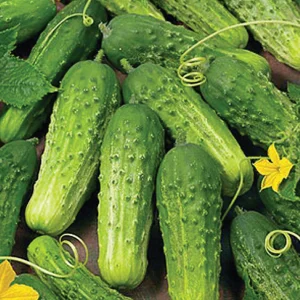 Boston-Pickling-Cucumber-Seeds.jpg
