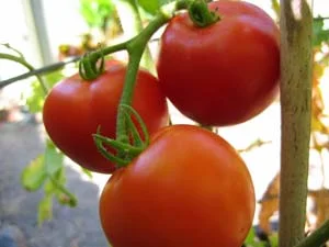 tomtato.jpg