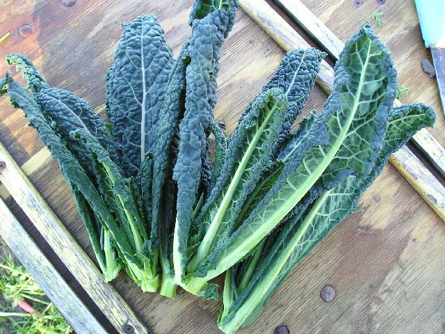 tuscano kale.jpg