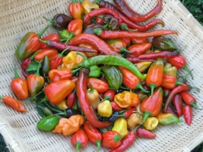 hot peppers.jpg
