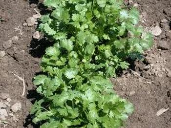 cilantro.jpeg