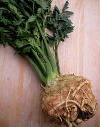 celeriac.jpg