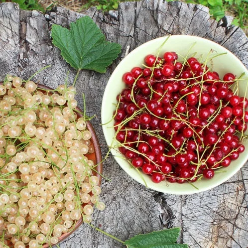 Currants and Gooseberries