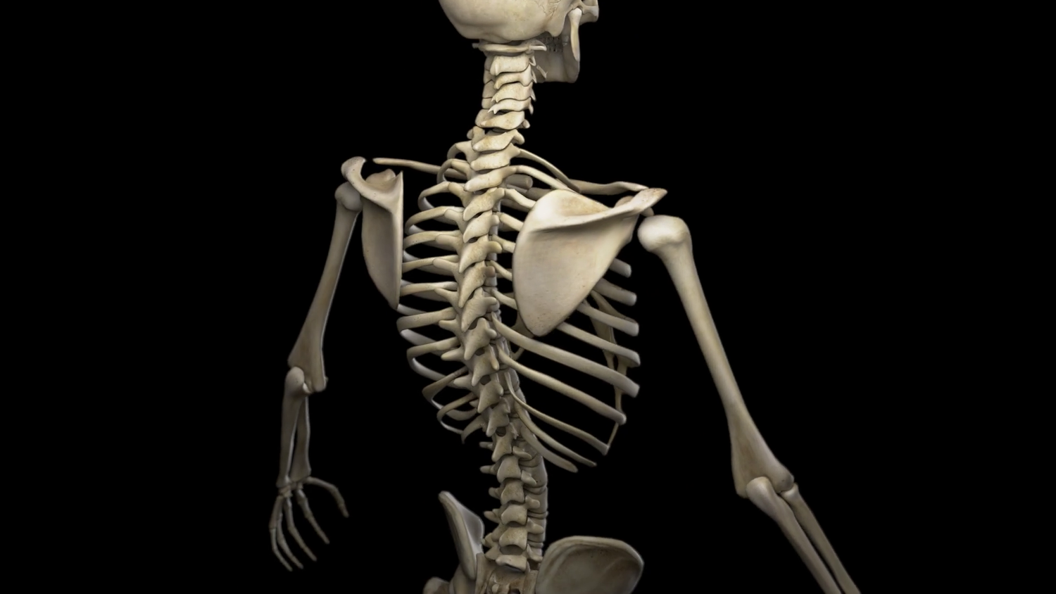 osteoporosis — Articles — My Method