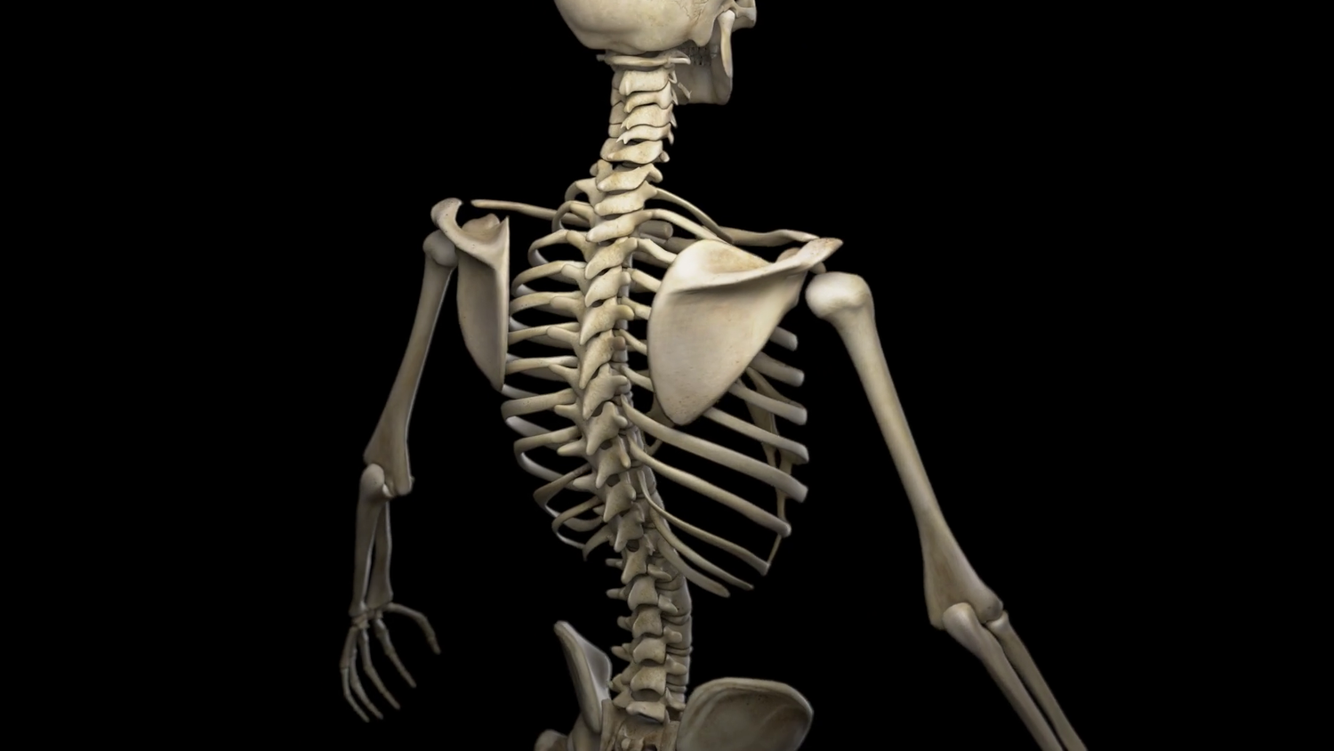 osteoporosis — Articles — My Method osteoporosis — Articles — My Method