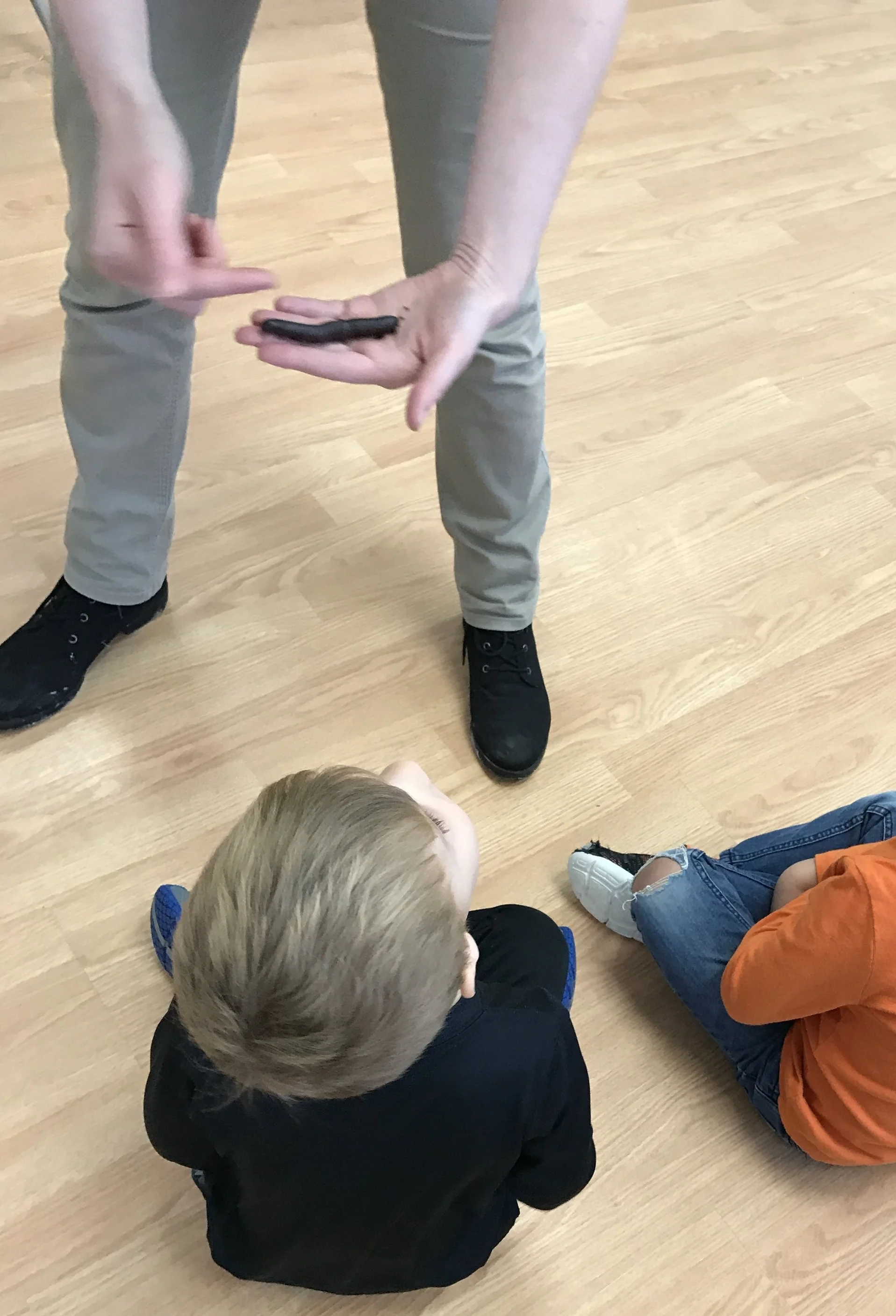 Giant African Millipede