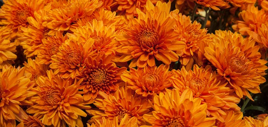 orange-mums-darleen-stry.jpg