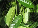 Guaysusa plant