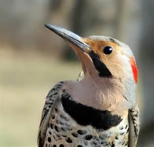 Flicker.jpg
