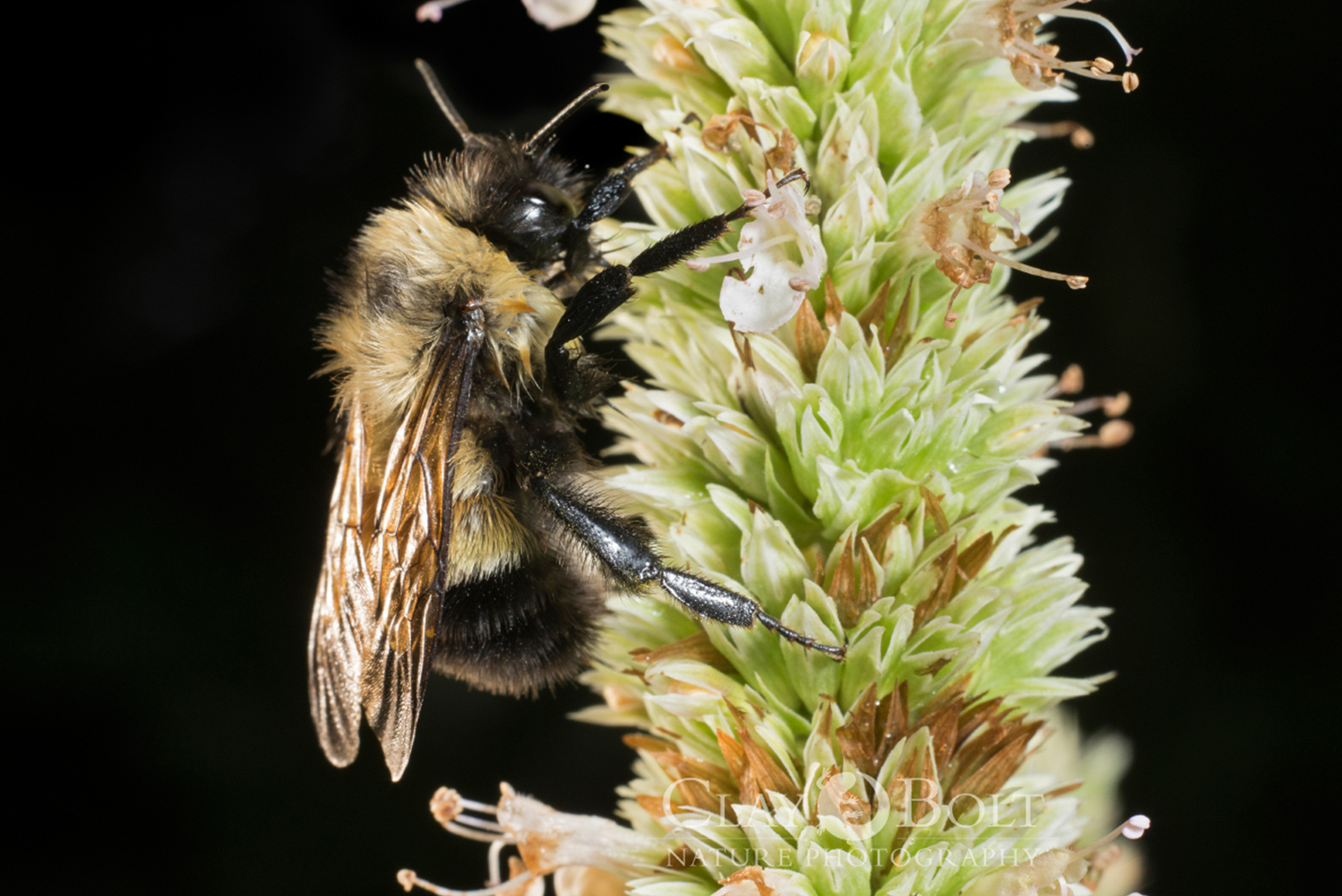  A male rusty-patched bumble bee resting on a hyssop in early morning at the Curtis Prairie, University of Wisconsin-Madison Arboretum, Madison, Wisconsin.&nbsp; 