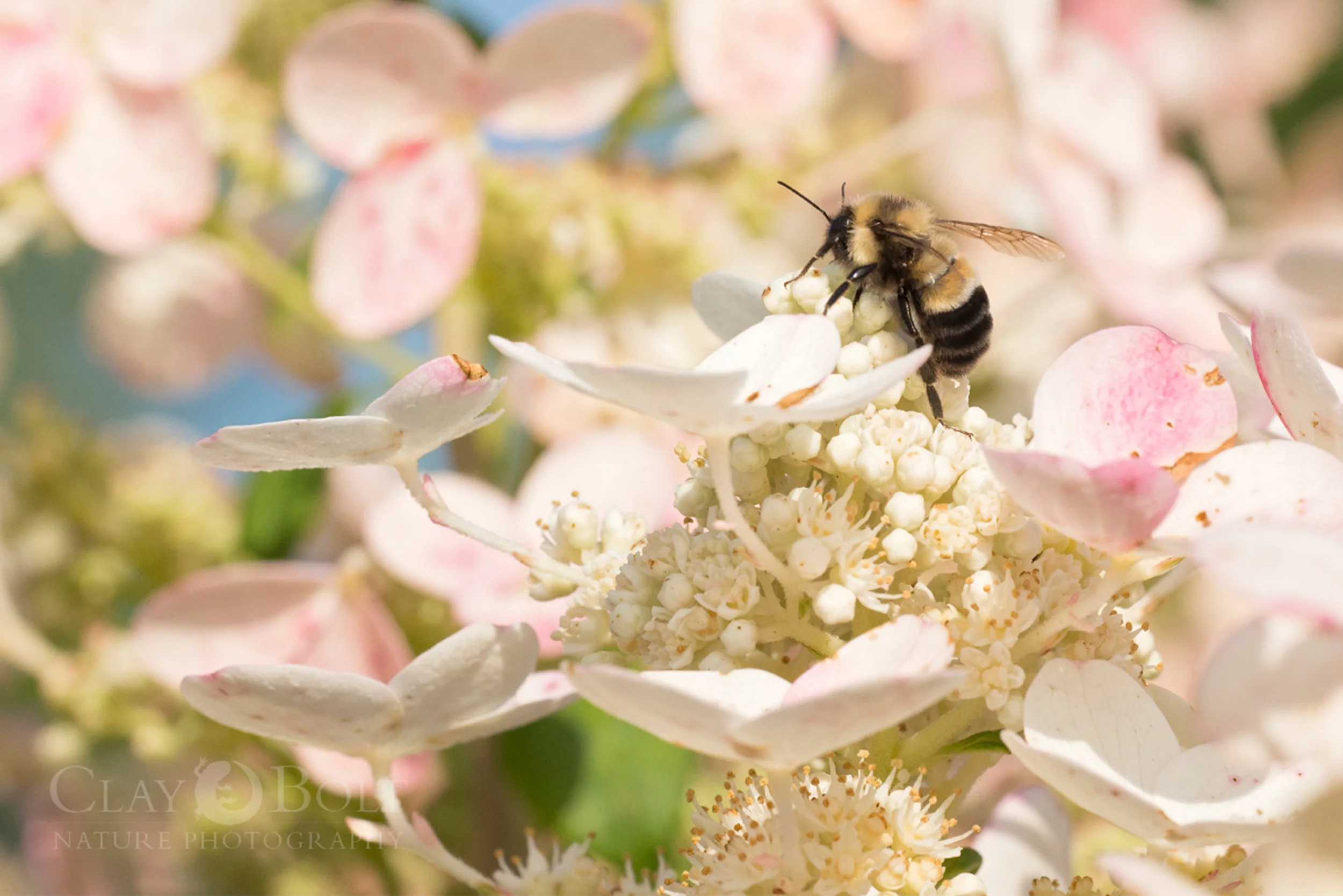 A rusty-patched bumble bee worker prepares to take flight at the University of Wisconsin-Madison Arboretum, Madison, Wisconsin