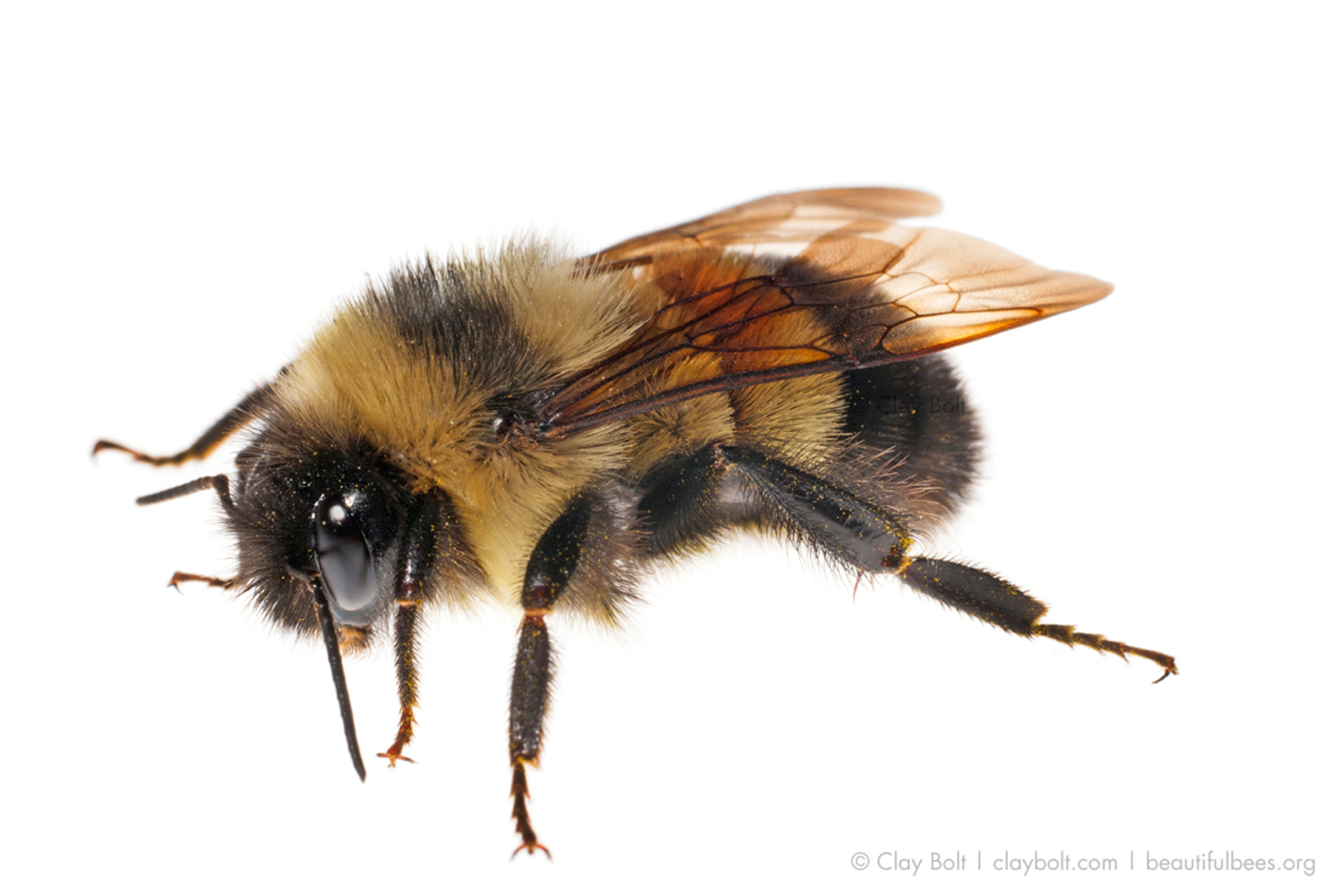  Rusty-patched bumble bee worker photographed in the  Meet Your Neighbours  field-studio at the University of Wisconsin-Madison Arboretum 