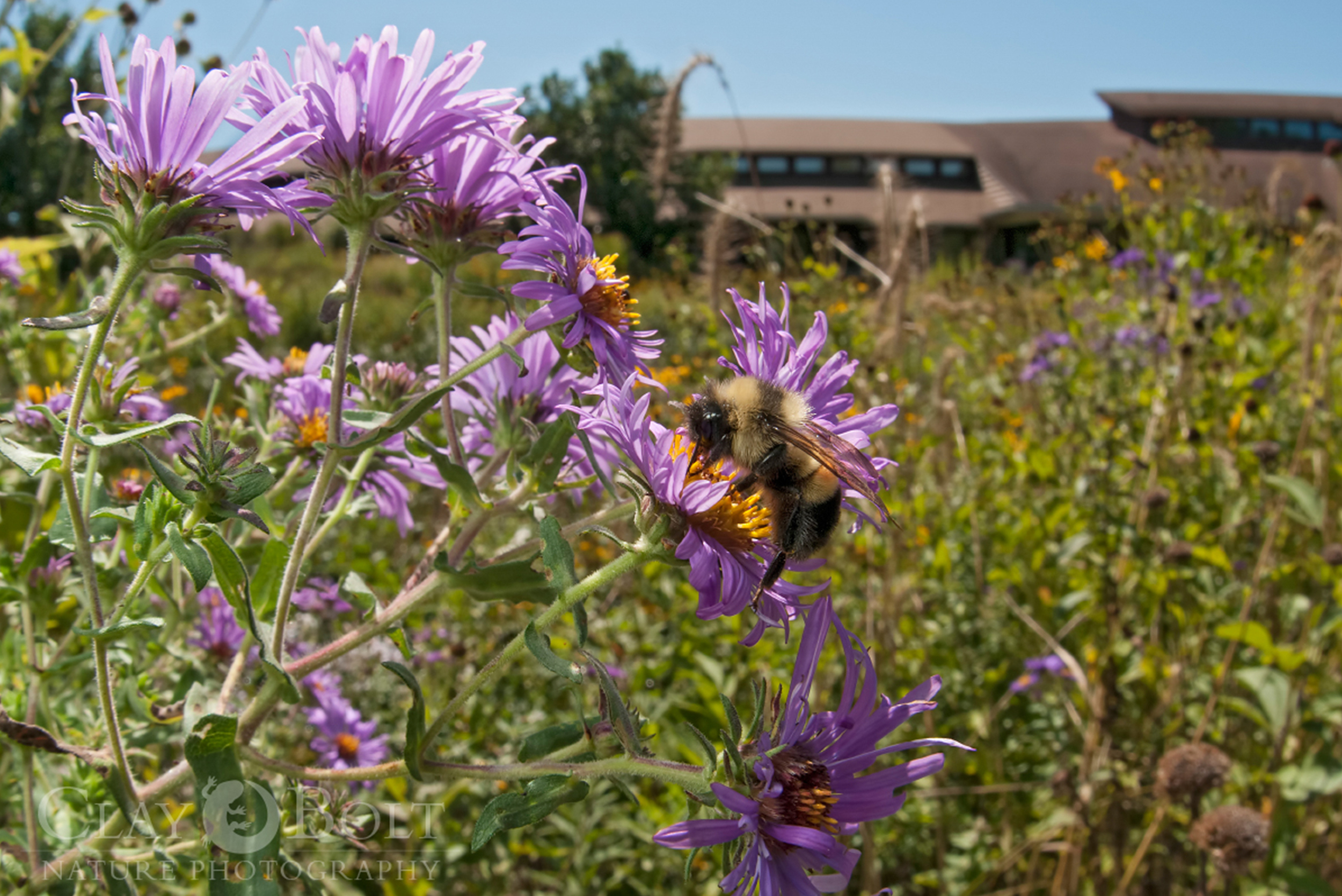  A rusty-patched bumble bee worker feeding on nectar from native asters, University of Wisconsin-Madison Arboretum, Madison, Wisconsin 