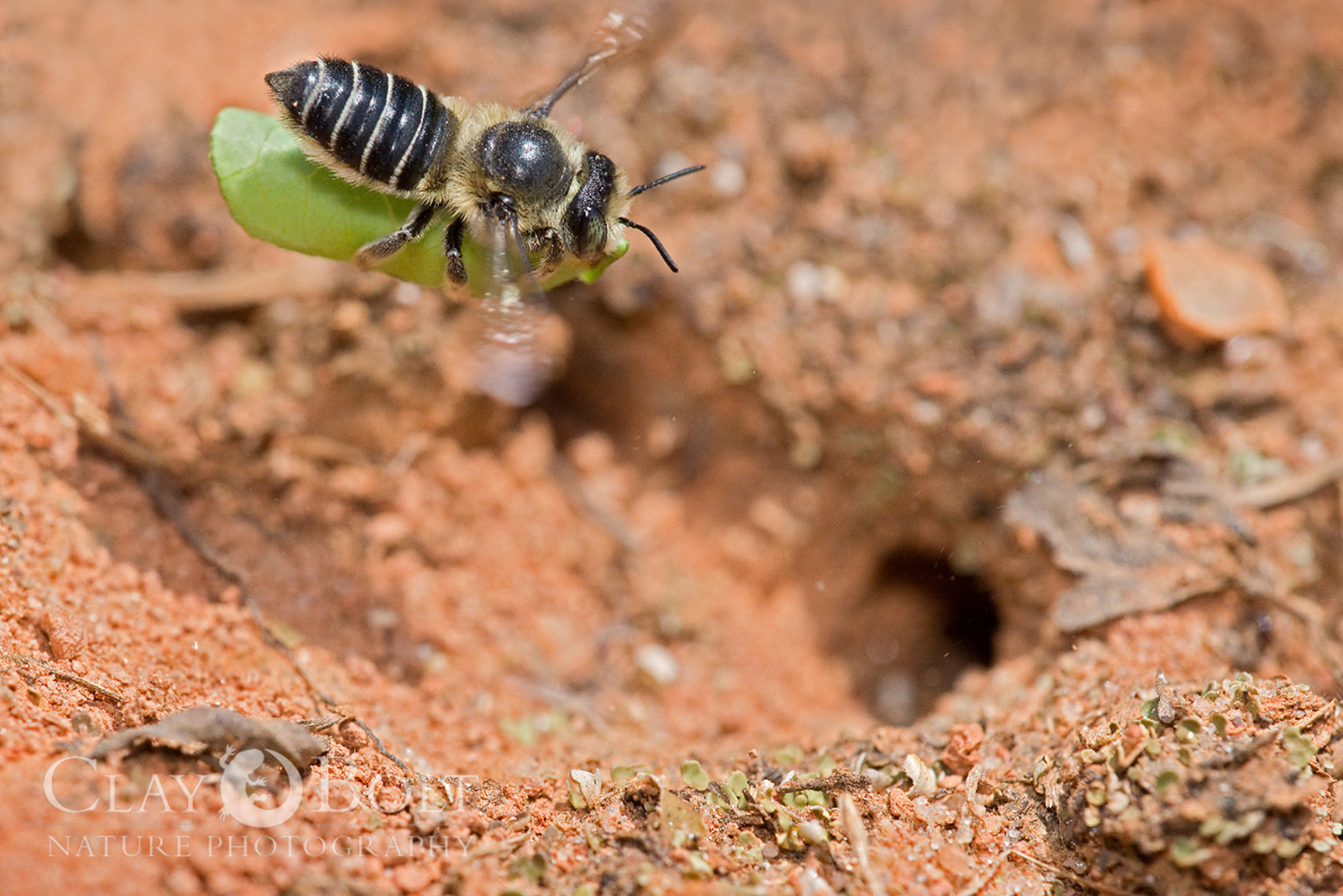  A female leafcutter bee carries a piece of leaf into her nest, which she'll use to construct a chamber for her young.&nbsp; 