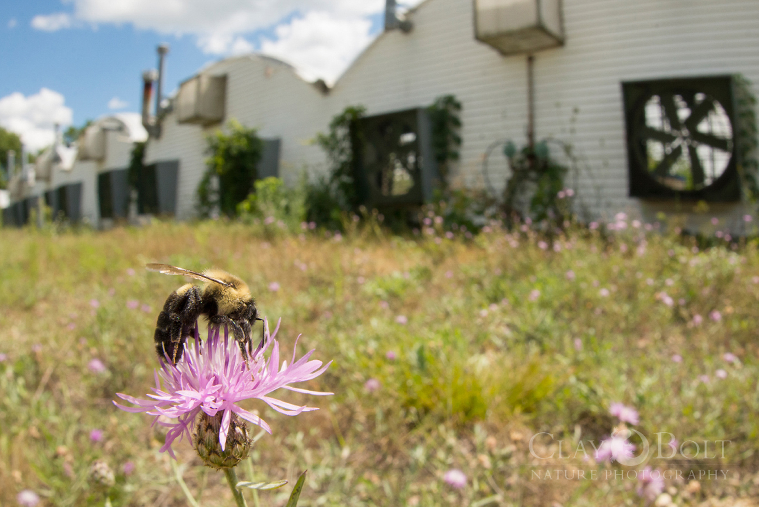  Scientists believe that  Nosema bombi , the pathogen that seems to be a driving force behind the rusty-patched bumble's decline, was spread to wild population of bees via greenhouses using commercially raised bumble bees like the common eastern bumb