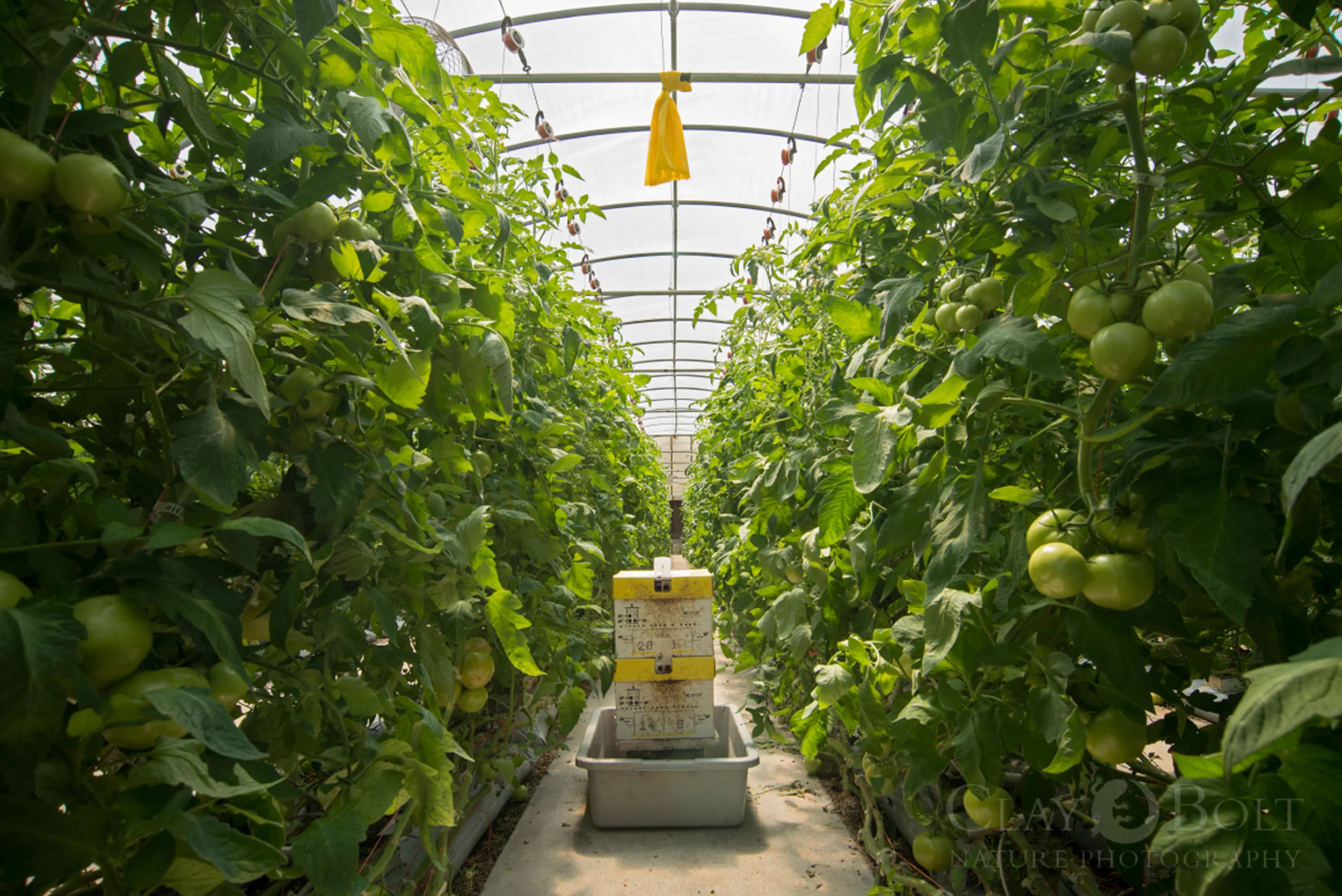 Scientists believe that Nosema bombi , the pathogen that seems to be a driving force behind the rusty-patched bumble's decline, was spread to wild population of bees via greenhouses using commercially raised bumble bees like the common eastern bumble bee ( Bombus impatiens ), the species being used in this Wisconsin greenhouse. 