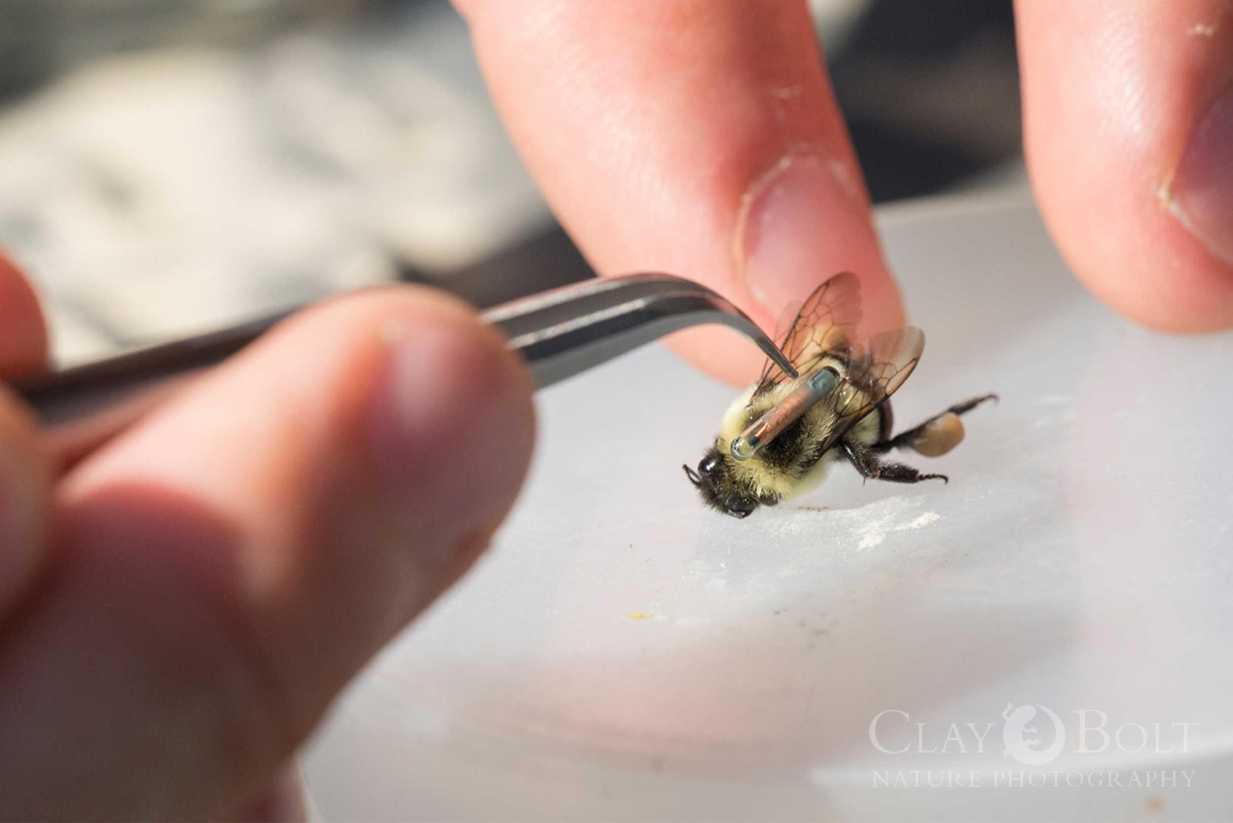  Biologist Jeremy Hemberger carefully applies a very small RFID tracking device to a common eastern bumble bee ( Bombus impatiens ). This device will provide valuable information about the duration of the bee's foraging trips away from the nest. 