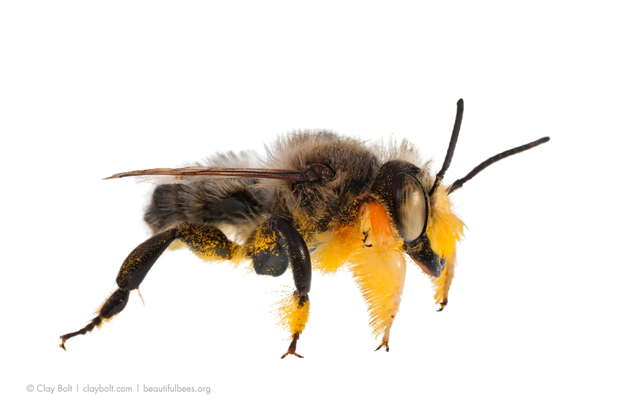  Fuzzy-legged Leafcutter Bee ( Megachile melanophaea ), Curtis Prairie, University of Wisconsin-Madison Arboretum 