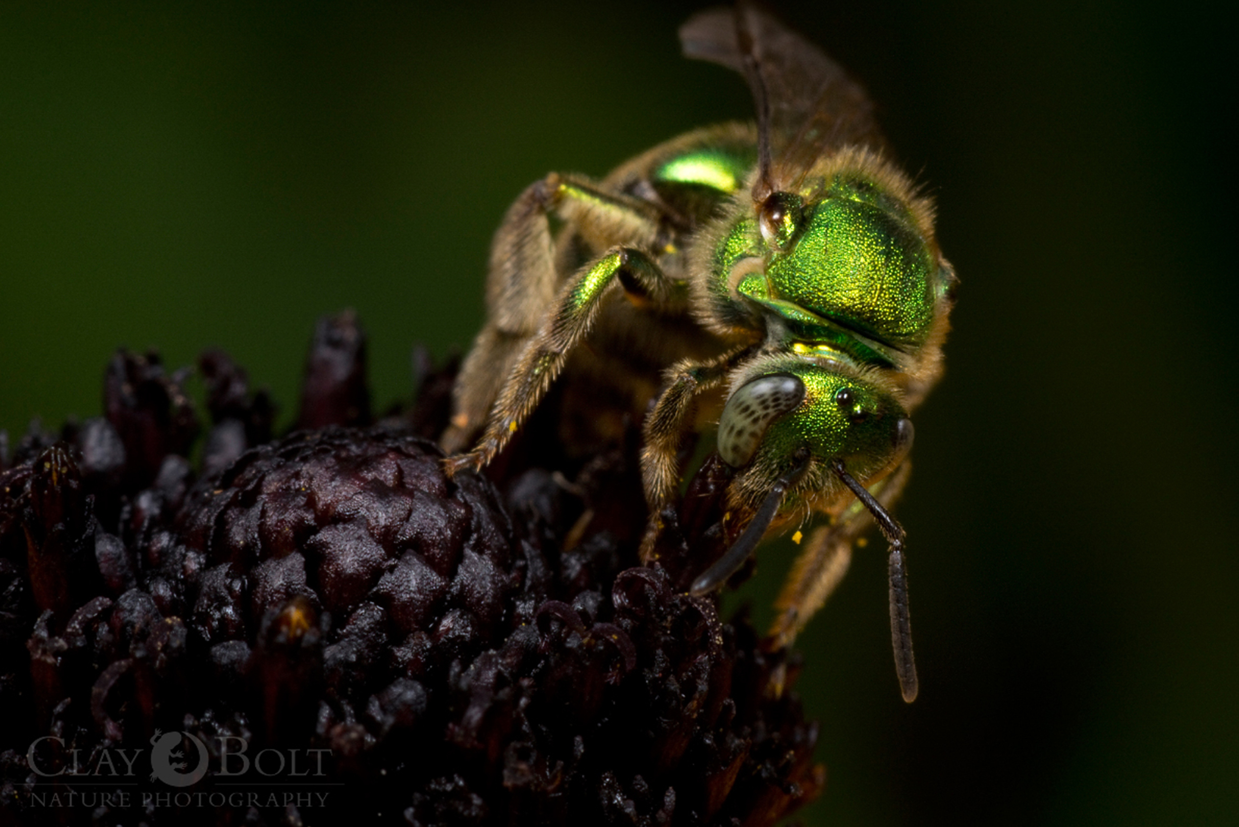  Metallic Green Bee (Augochloropsis metallica), Pickens, South Carolina 