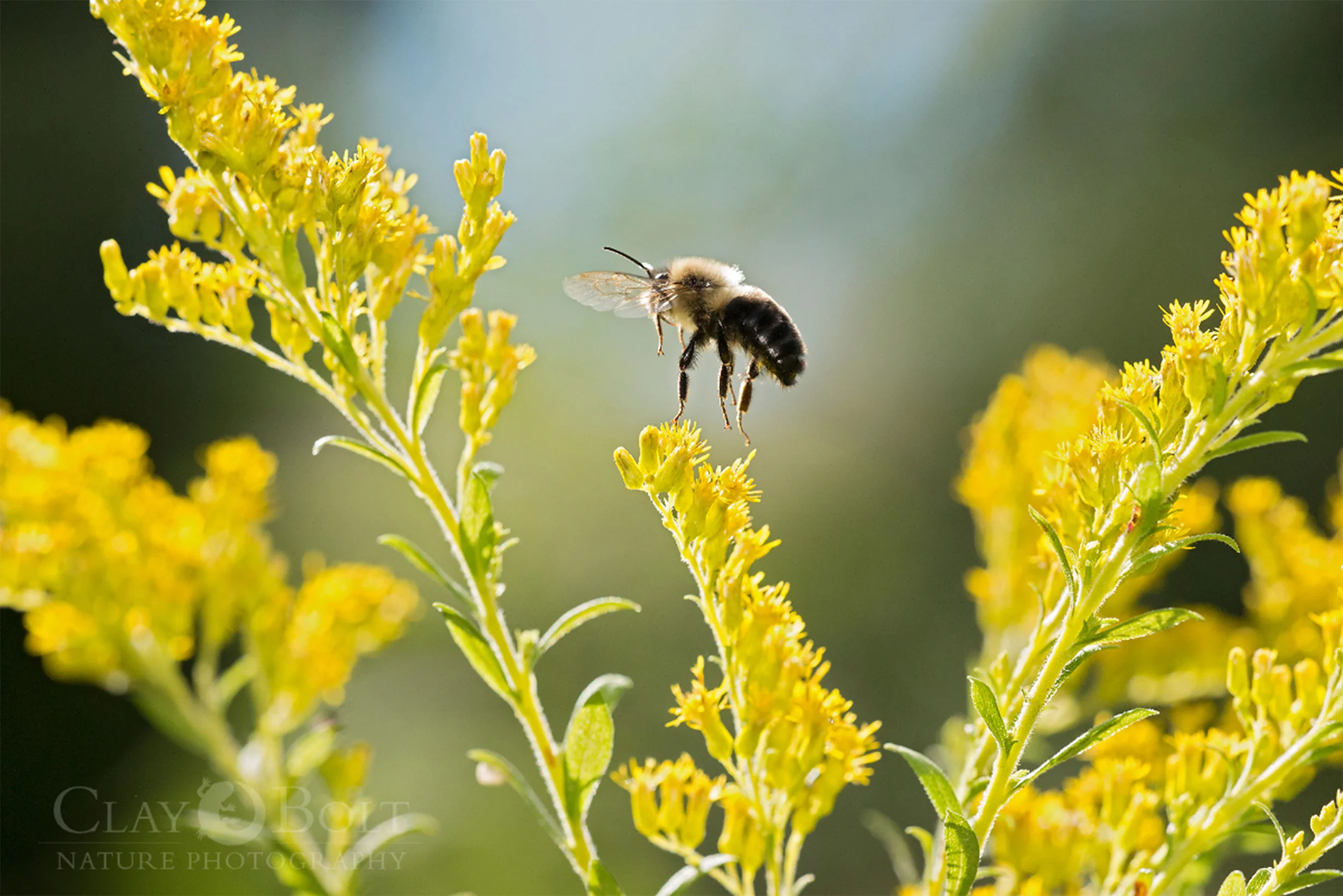 A common eastern bumble bee ( Bombus impatiens ) takes flight from a goldenrod in autumn, University of Wisconsin-Madison Arboretum