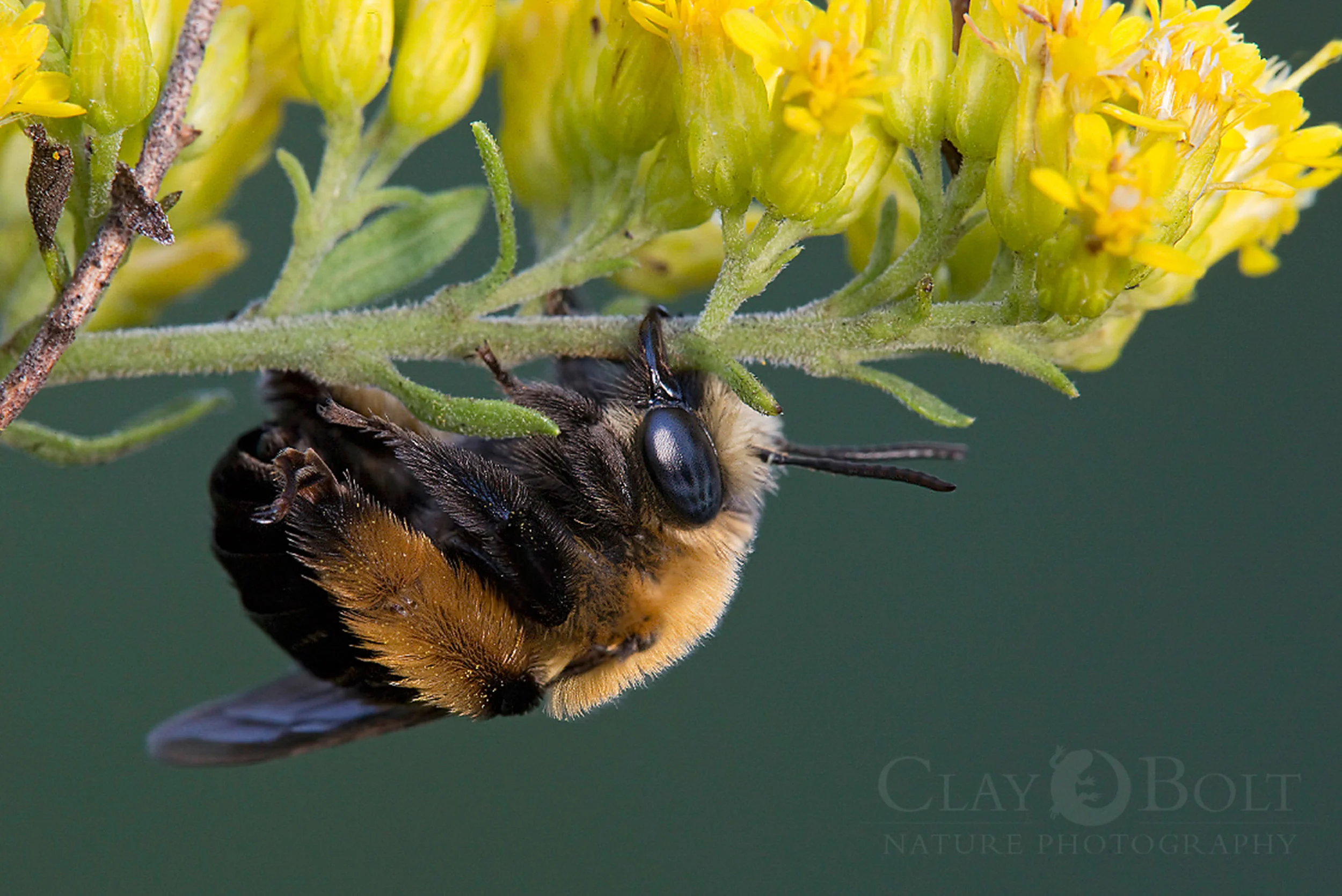 Thistle Lonhorned Bee ( Melissodes desponsa ), preparing to rest for the night on a goldenrod, Pickens, South Carolina