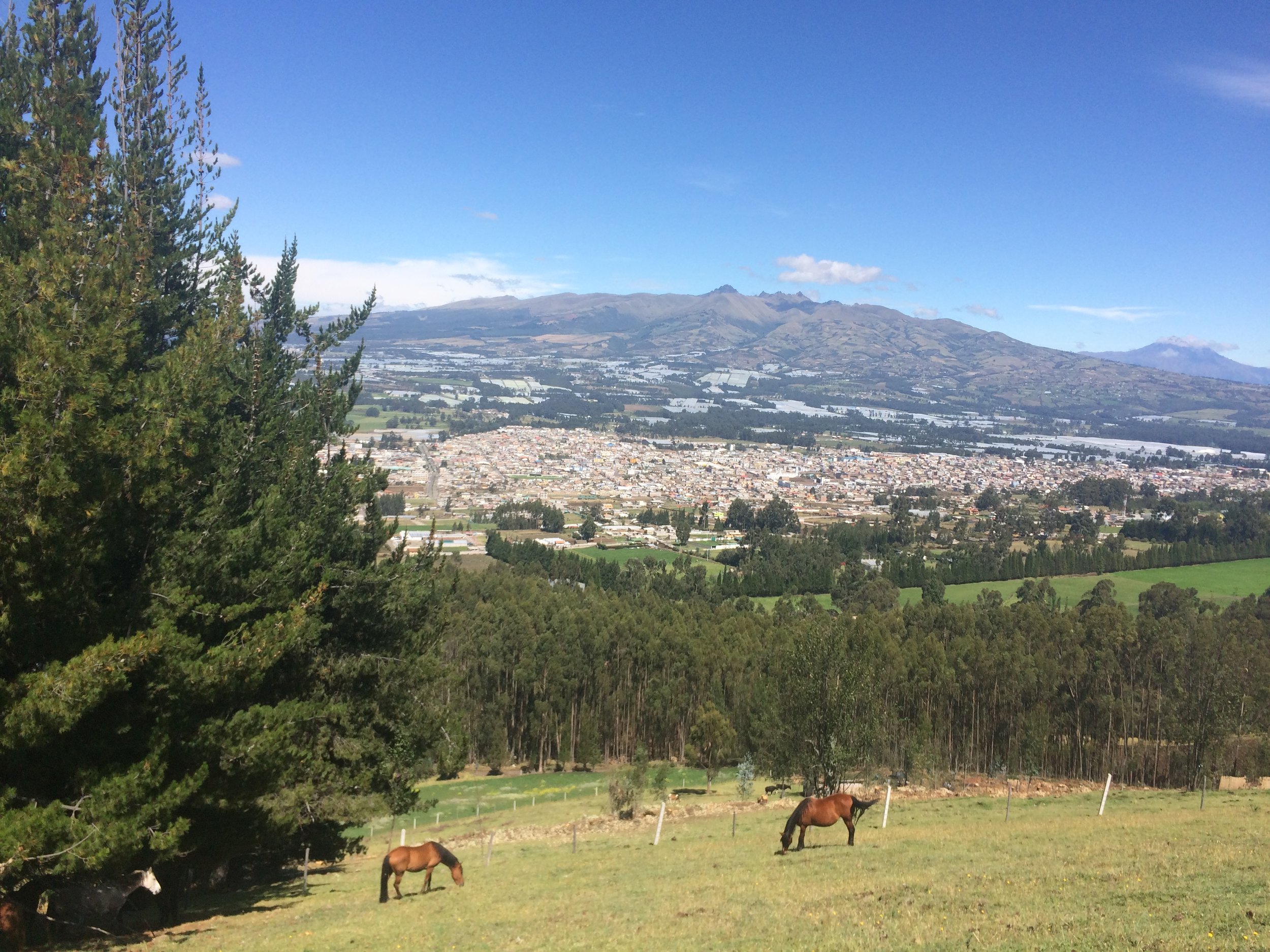 Cayambe Hostelier Landscape Cows Volancano_2665.JPG