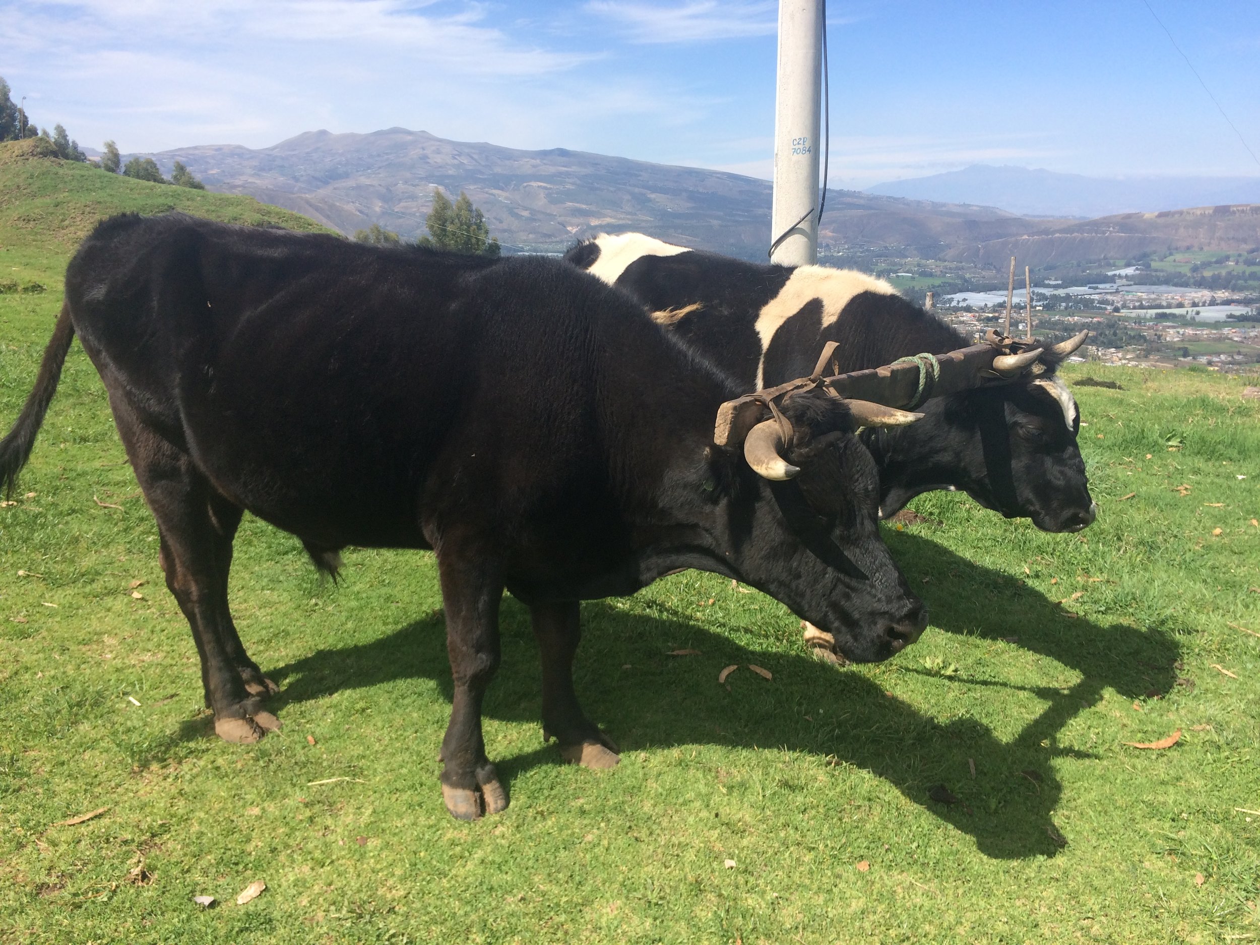 Cayambe Hostelier Landscape Cows Volancano_2655.JPG