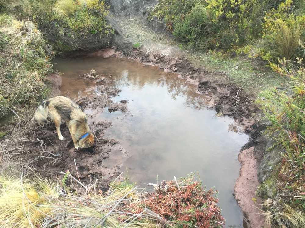 Sequia Origin_764.JPG