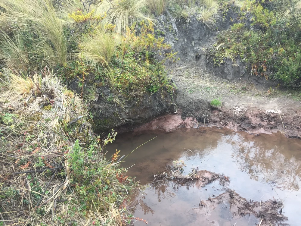 Sequia Origin758.JPG