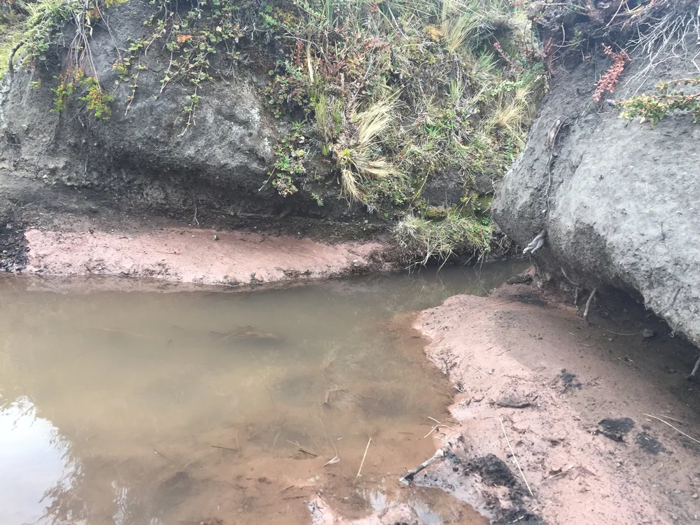 Sequia Origin761.JPG