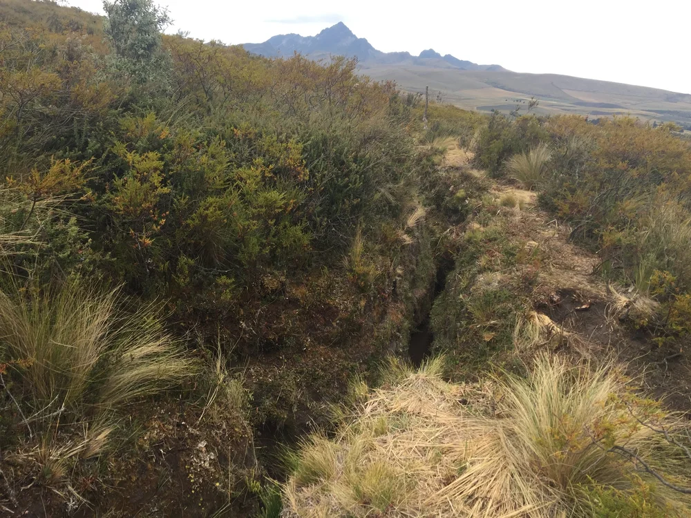 Sequia Origin767.JPG