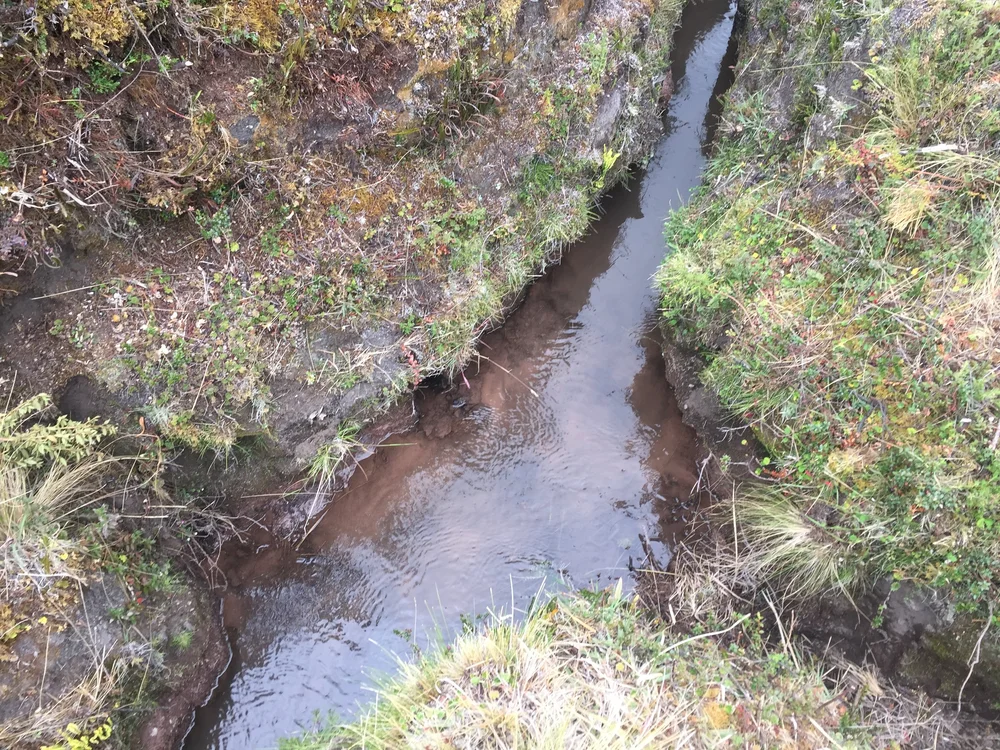 Sequia Origin768.JPG