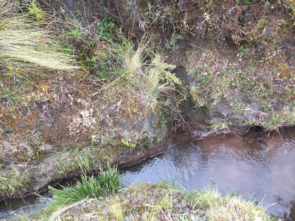 Sequia Origin769.JPG