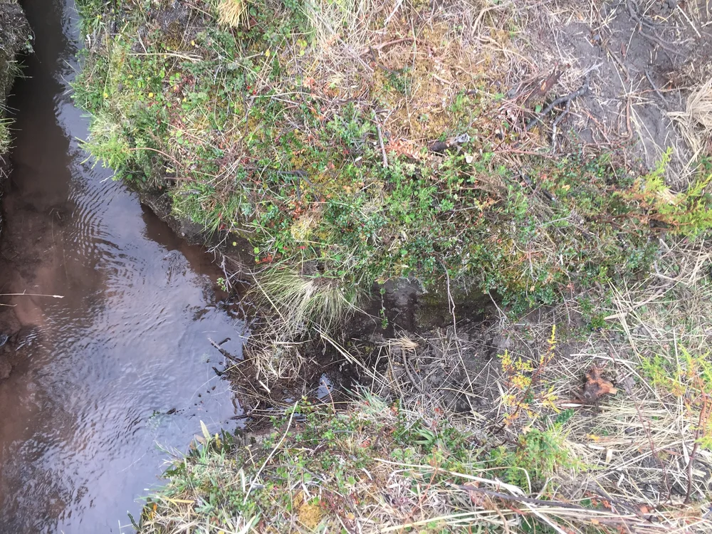 Sequia Origin770.JPG