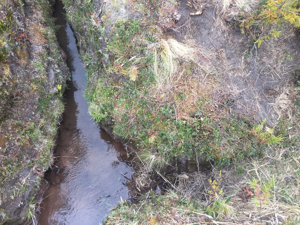 Sequia Origin771.JPG