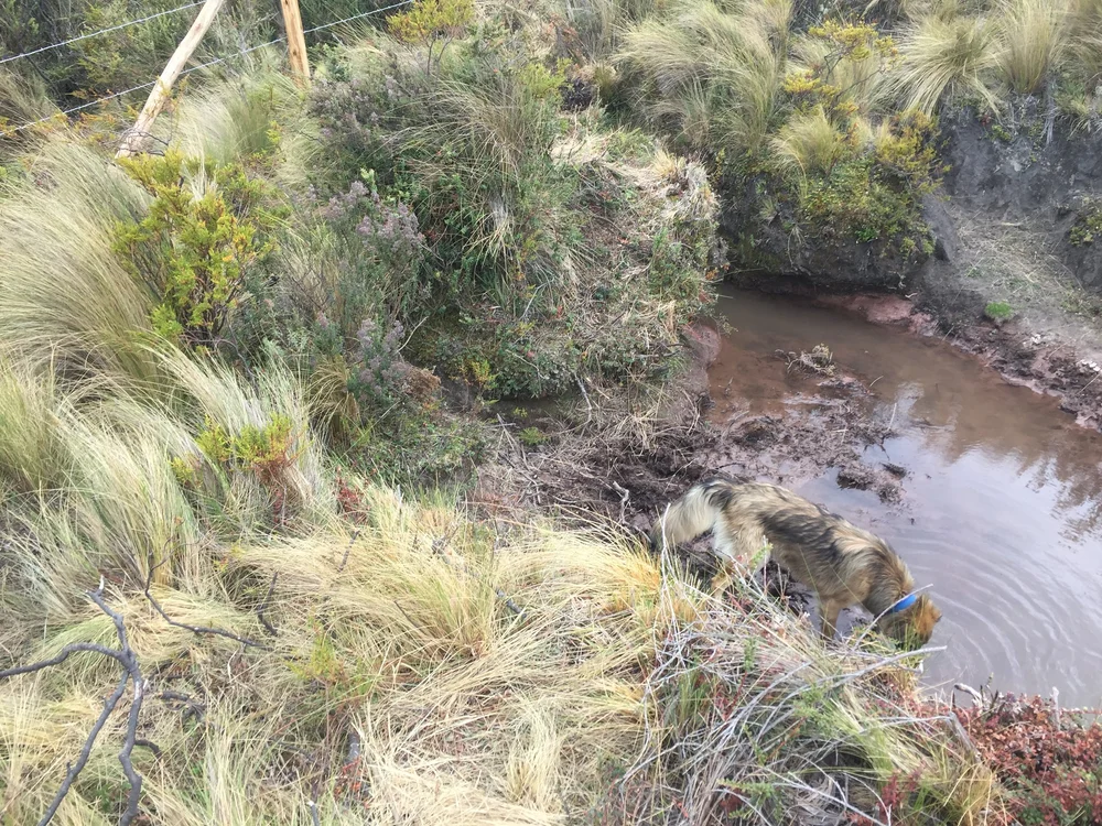 Sequia Origin796.JPG