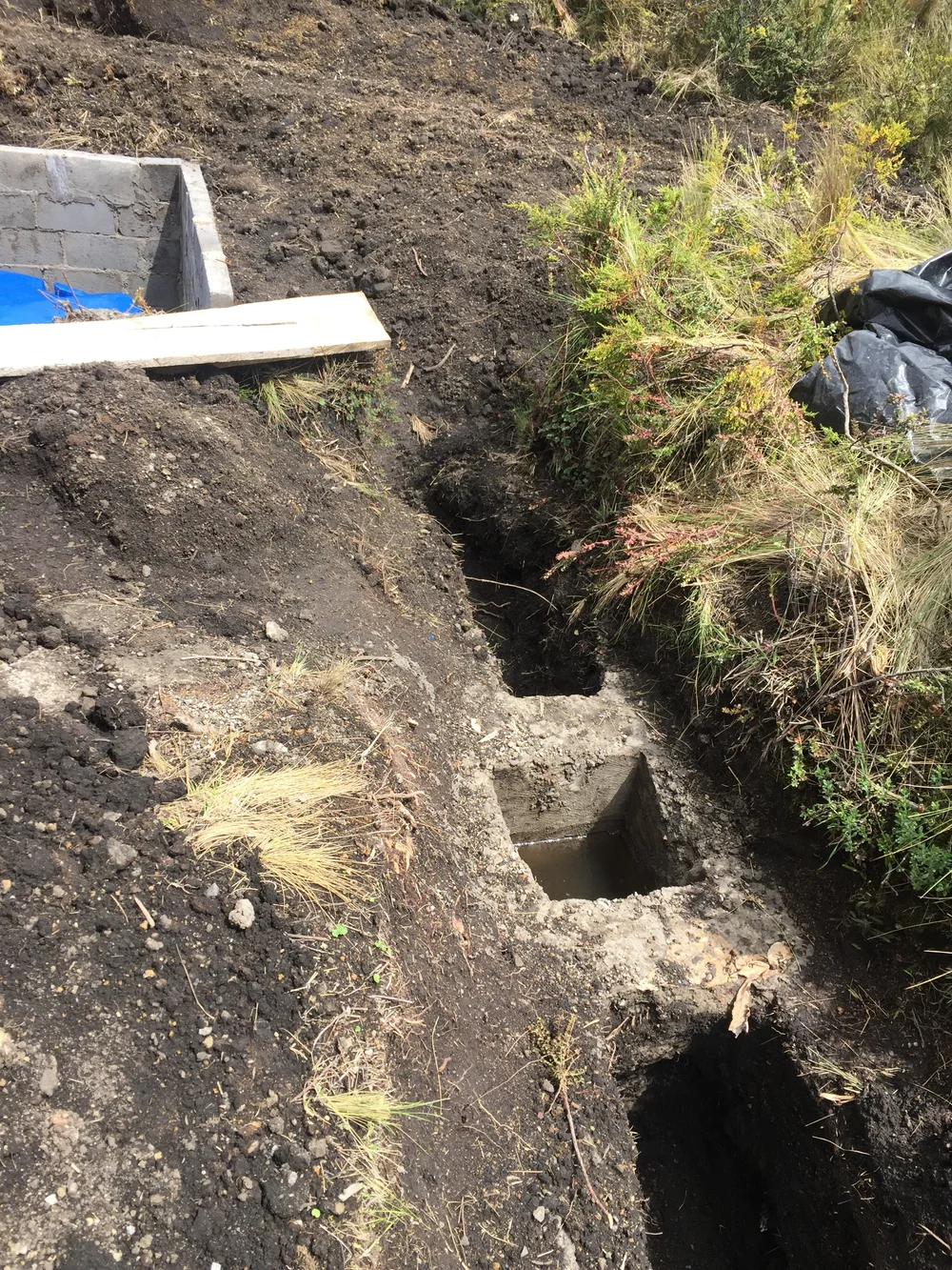 Sequia Origin_3499.JPEG