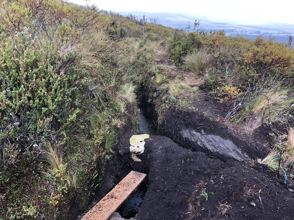 Sequia Origin_3804.JPEG