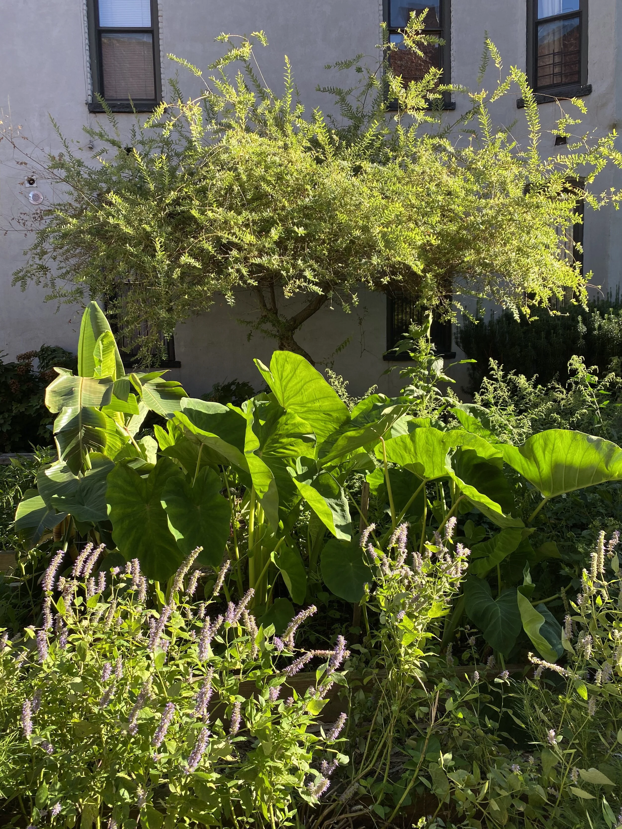 Cooper Garden _1.jpeg