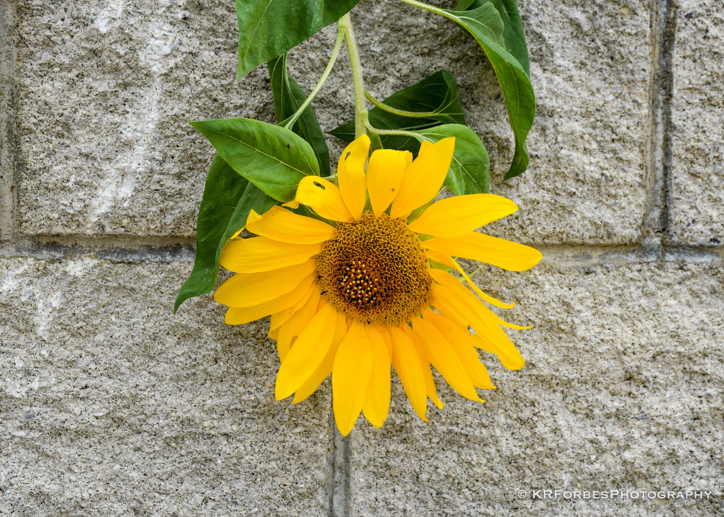 DSC_0023.jpg