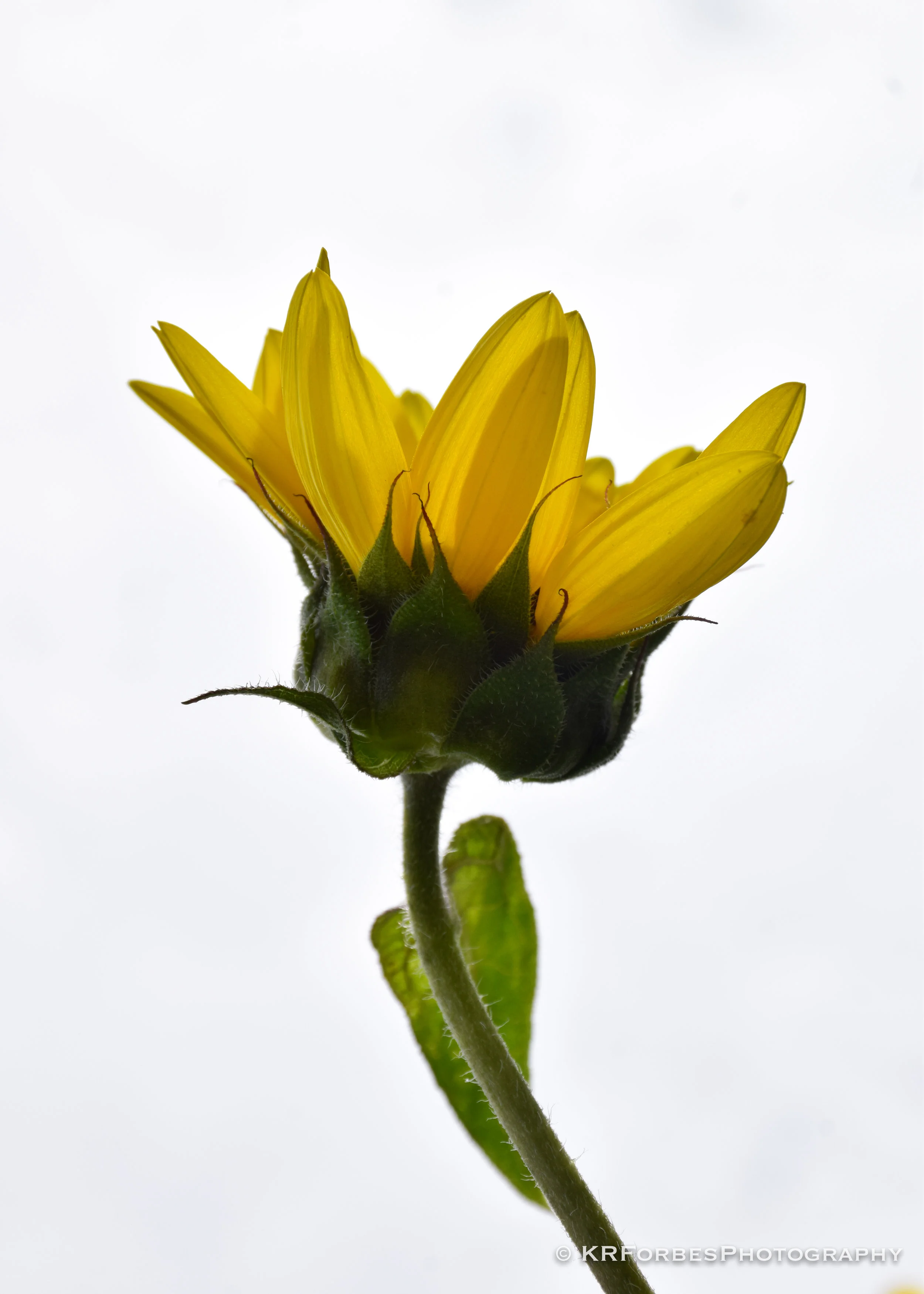 DSC_0040-2.jpg