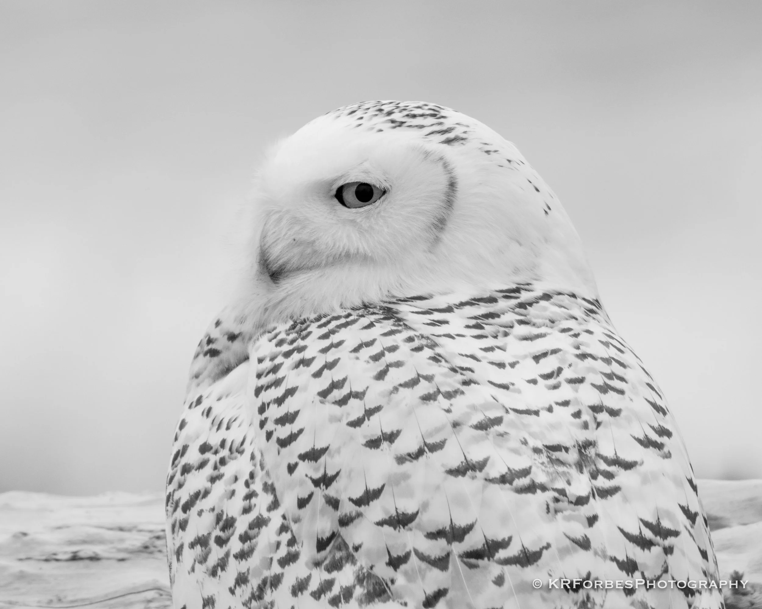 DSC_0888-2.jpg