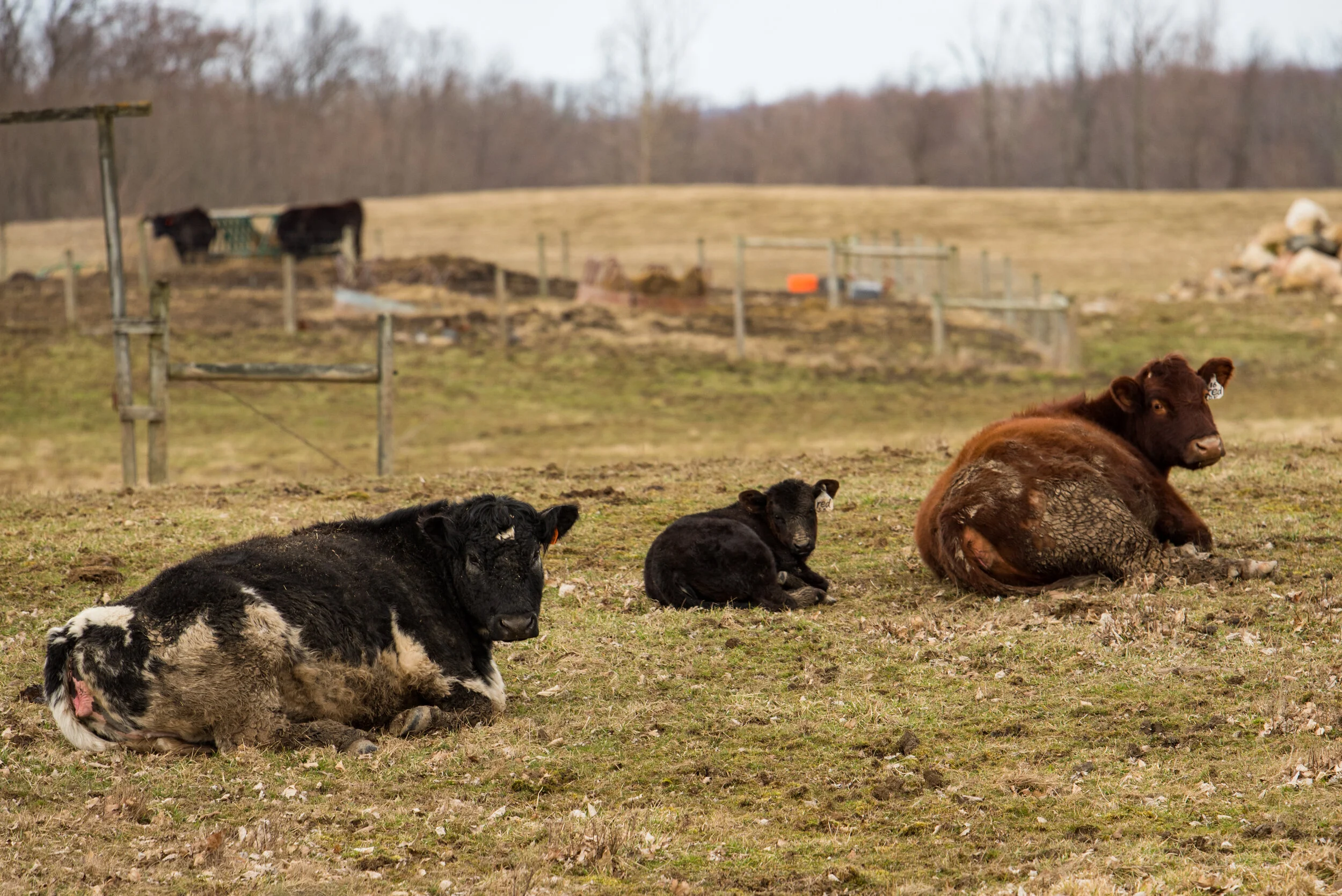 Cold Cow
