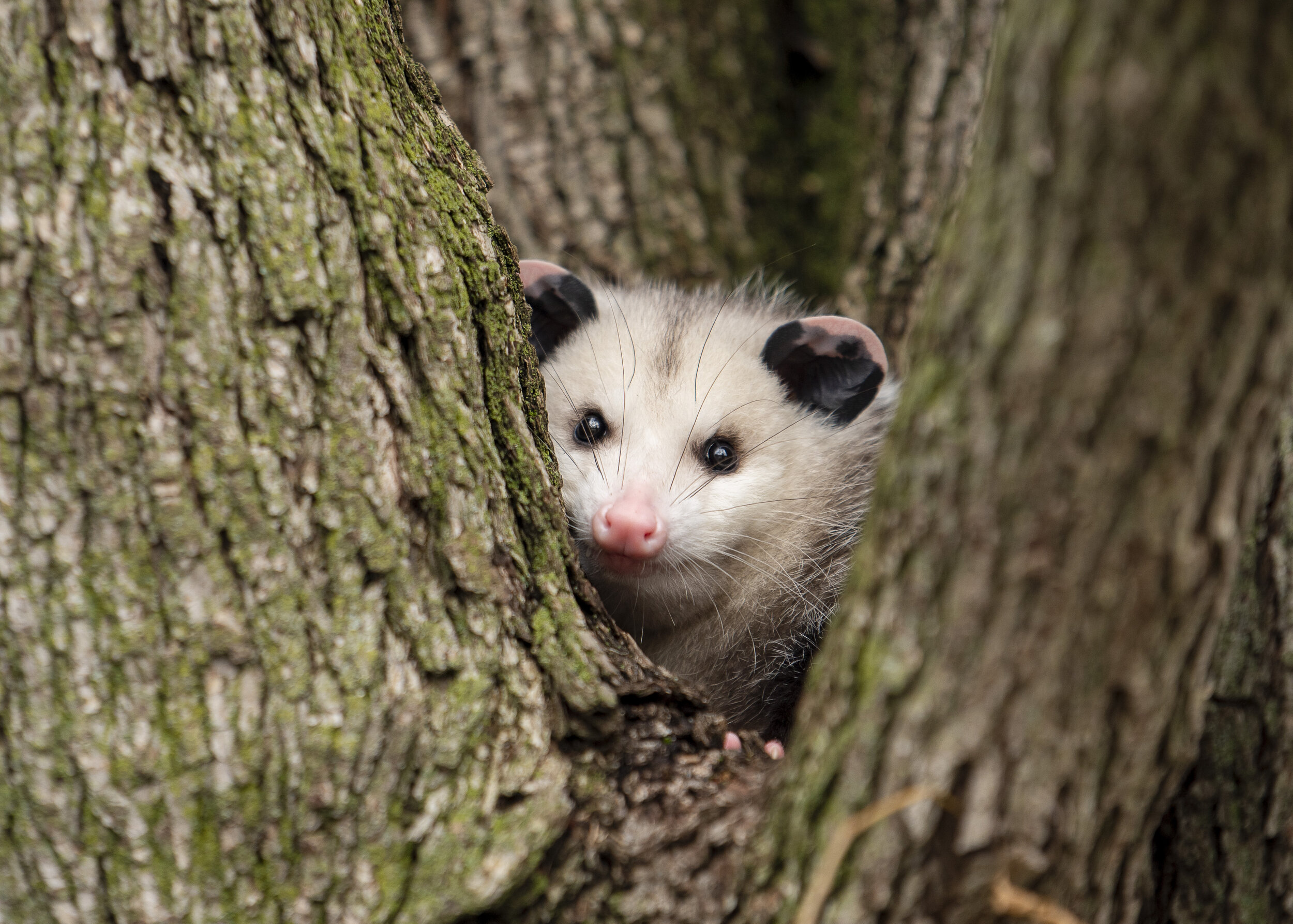 Possum in a Tree