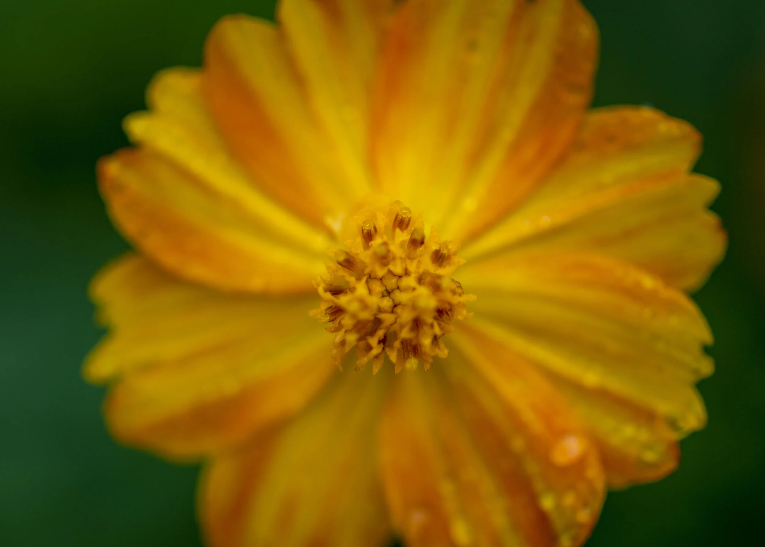 DSC_8893.jpg